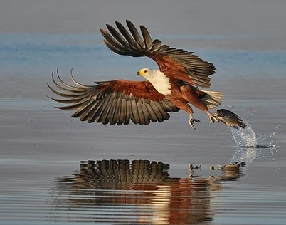 African fish eagle taking flight above the water with a fish
