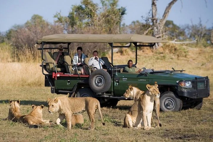 Safari guests viewing a pride of lions beside an open game-drive vehicle