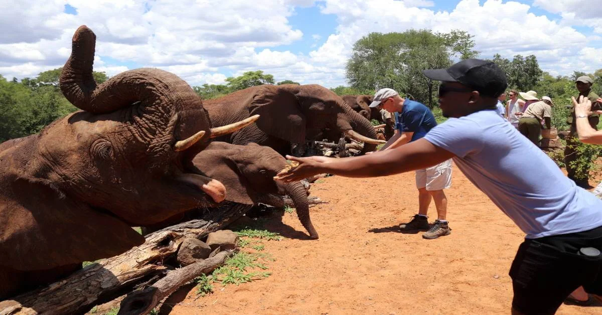 Visitor reaching toward elephants across a low barrier