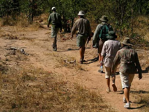 Safari guide leading visitors on foot along a bush trail