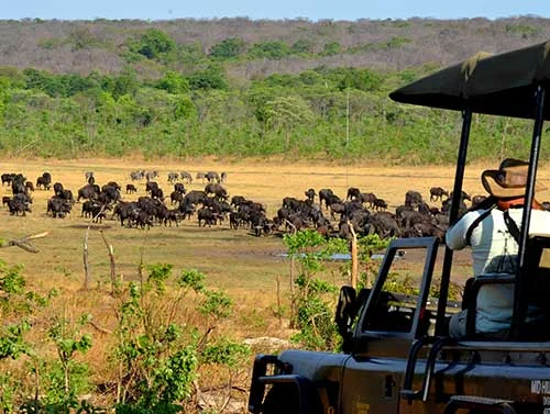 Buffalo herd viewed from an open safari vehicle