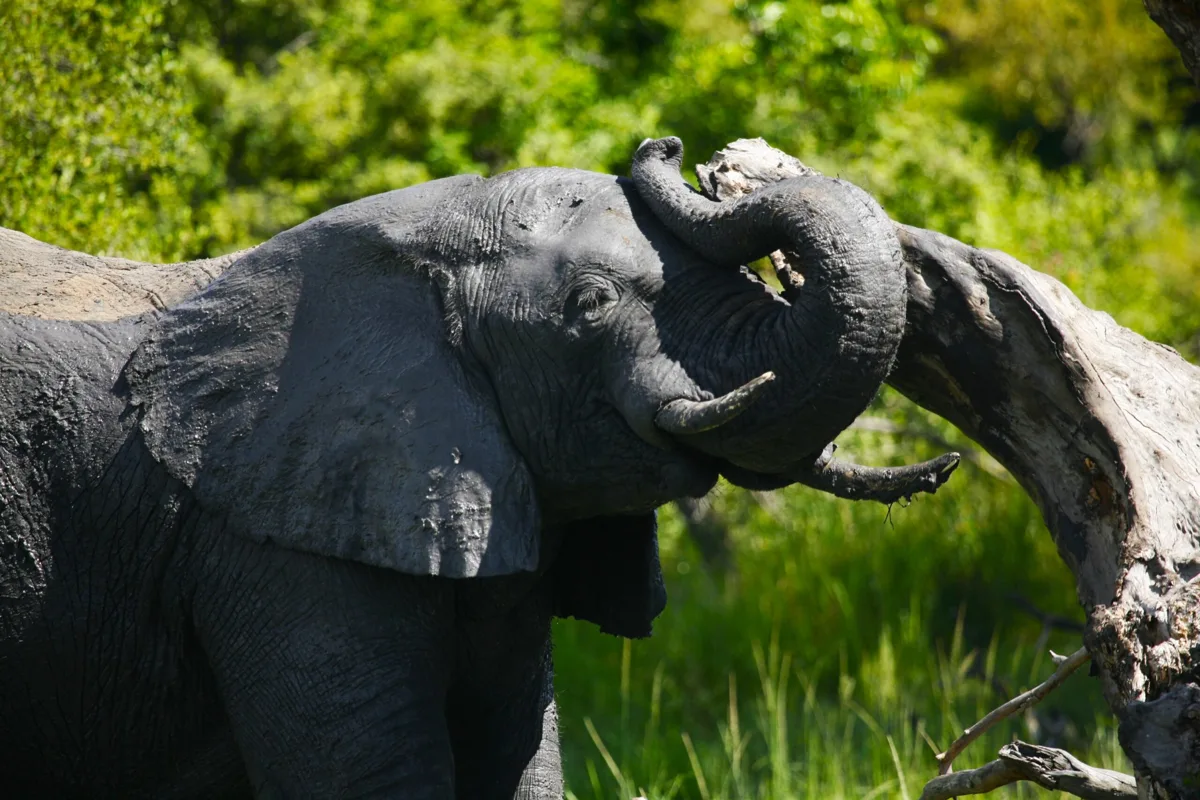 Chobe National Park wildlife