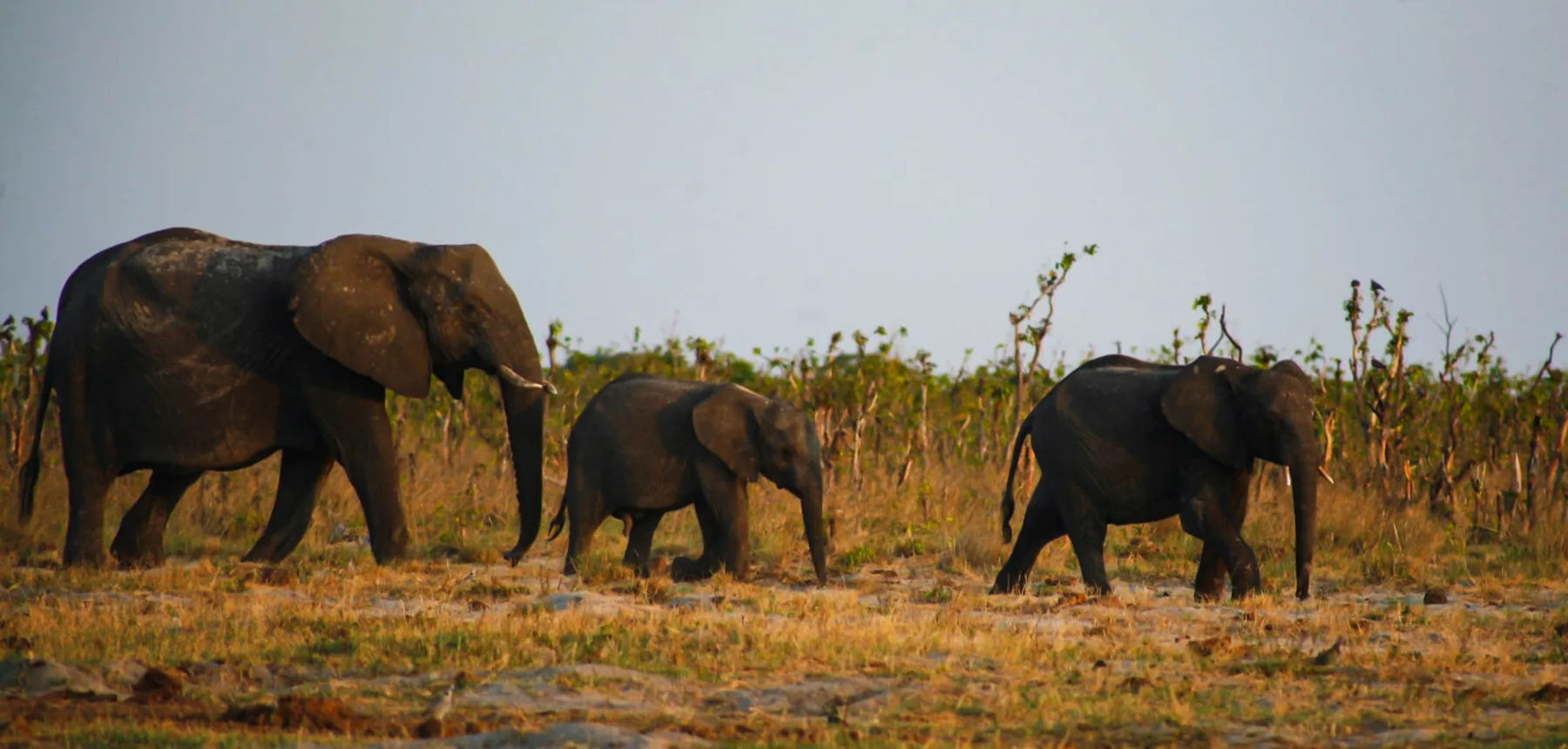 Elephants in Botswana grassland