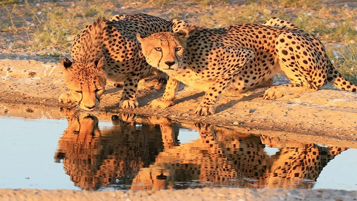 Central Kalahari Game Reserve wildlife and landscape