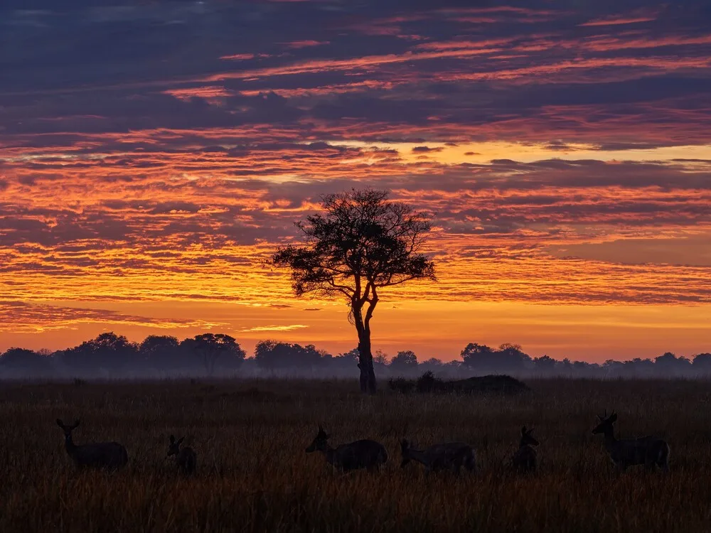 The itinerary finishes in Maun