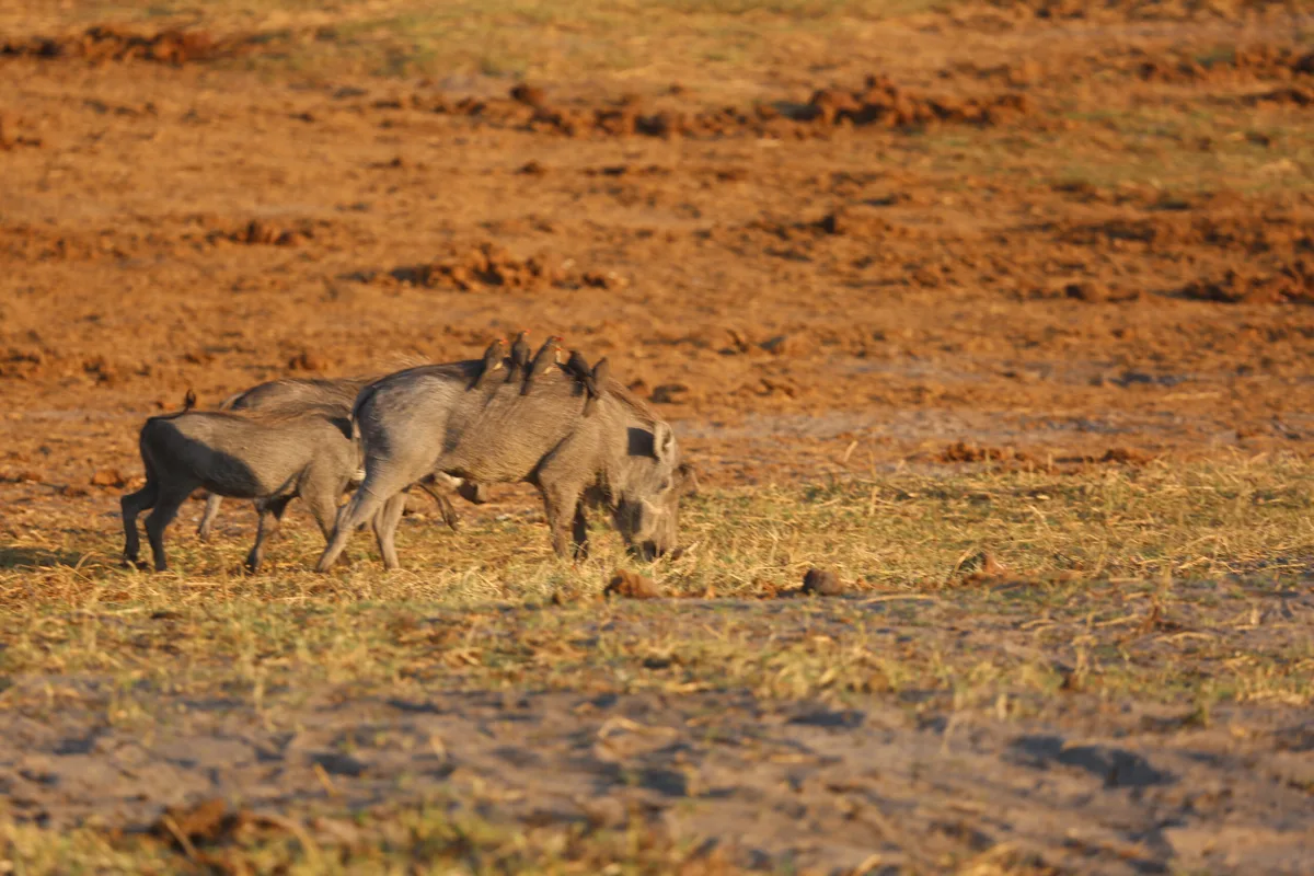 Savuti wildlife and landscape